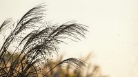 Tall ornamental grass plumes swaying in gentle breeze against soft beige background creating peaceful natural scene for wellness and mindfulness designs.