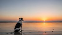 Border collie dog sitting on wet sand beach watching golden sunset over calm ocean water with peaceful evening sky reflection.