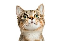 Curious tabby cat with wide green eyes and attentive expression looking up against white background, isolated pet portrait for design and advertising use.