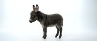 Gray donkey standing in profile on white background isolated for design projects and educational materials.