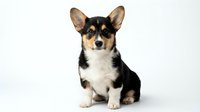 Adorable tricolor Corgi puppy sitting on white background, isolated cute dog with perky ears for pet care designs and marketing materials.