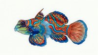 Colorful mandarin fish with vibrant blue, orange, and red patterns isolated on white background, suitable for marine design, educational materials, and decorative applications.