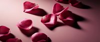 Scattered red rose petals on pink surface creating romantic atmosphere with soft shadows for Valentine's Day, wedding, love concepts and floral design projects.