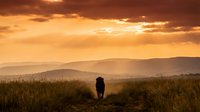 Silhouette of person walking on rural path through golden grassland at sunset with mountain ranges in distance creating peaceful countryside atmosphere.