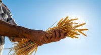 Farmer holding golden wheat ears against clear blue sky, showcasing harvest season and agricultural success for farming, agriculture, and rural lifestyle content.