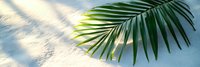 Tropical palm leaf on white sand beach with sunlight creating soft shadows, perfect for summer vacation themes and tropical design projects.