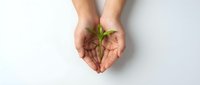 Hands gently protecting small green plant seedling on white background symbolizing growth, care, environmental protection and sustainability concepts.
