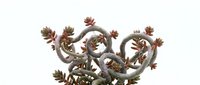 Succulent plant with twisted stems and rosette flowers isolated on white background, ready for design projects and botanical illustrations.