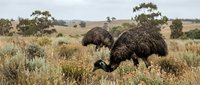 Two large emus foraging in natural Australian bushland with scattered trees and golden grassland under overcast sky in wildlife habitat.