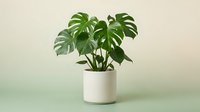 Monstera deliciosa houseplant with split leaves in white ceramic pot on green gradient background for home decor and interior design projects.