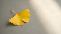 Single golden yellow ginkgo leaf on neutral background with soft natural lighting and shadow details for autumn seasonal design projects.