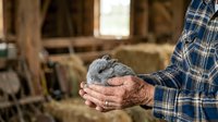 Farmer holding young gray rabbit in weathered hands wearing blue plaid shirt in rustic barn setting for agricultural and livestock content.