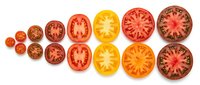Sliced tomatoes in various sizes and colors arranged on white background, showing red, yellow, and orange varieties for culinary and food styling use.