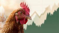 Brown hen with red comb and wattle in profile against blurred mountain landscape background. Poultry farming, agriculture, and rural lifestyle concept for design use.