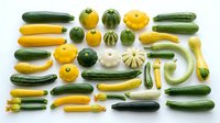 Fresh organic summer squash and zucchini varieties arranged in colorful pattern on white background. Healthy vegetable harvest for cooking and nutrition.