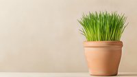 Fresh green wheatgrass growing in terracotta pot against neutral beige wall background, minimalist organic home decor and wellness concept for healthy lifestyle.