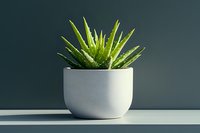 Fresh green aloe vera plant in modern white ceramic pot against dark wall background, minimalist home decor with natural shadow on shelf.