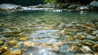 Crystal clear mountain stream flows over smooth river rocks, creating natural ripples and reflections in sunlit water, perfect for environmental and nature themes.