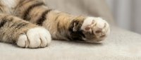 Soft tabby cat paws resting on a linen sofa, showing pink toe beans and striped fur in a cozy home setting.