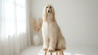 Elegant Afghan Hound dog sitting gracefully on wooden stool in bright minimalist interior with pampas grass decoration for pet grooming and luxury lifestyle.