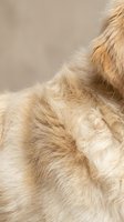 Close-up of soft, fluffy cream and tan fur texture with natural light highlighting the layered coat strands. Suitable for pet care, grooming, veterinary, and animal wellness marketing materials.
