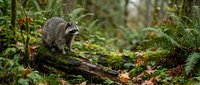 Raccoon exploring moss-covered fallen log in lush Pacific Northwest forest with ferns and autumn leaves scattered on woodland floor.