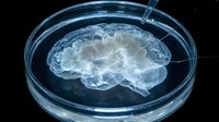 Transparent glass brain model in petri dish for medical research and neuroscience studies on dark background.