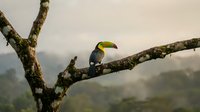Colorful toucan bird perched on moss-covered tree branch in misty tropical rainforest with mountains in background during golden hour lighting.