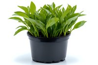 Fresh green Spathiphyllum peace lily plant with vibrant leaves growing in black plastic nursery pot, isolated on white background for gardening and home decor projects.
