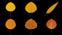 Autumn aspen and birch leaves in yellow, orange, and red fall colors isolated on transparent background. Ready for clipart, t-shirt design, stickers, and print-on-demand projects.