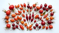 Colorful rose hips collection arranged on white background. Natural autumn harvest of wild rose fruits in red and orange shades for herbal medicine and decoration.