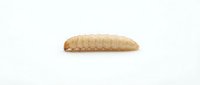 Mealworm larva isolated on white background, suitable for educational materials, pest control documentation, and entomology research purposes.