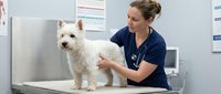 Female veterinarian of Caucasian ethnicity examining white terrier dog during medical checkup in clinic office setting.