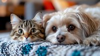 Adorable cat and small dog lying together on turquoise blanket, looking at camera with expressive eyes. Close up portrait showing friendship between pets.