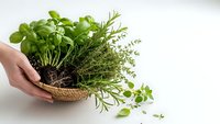 Fresh herbs in wicker basket held by hands on white background. Basil, rosemary, thyme and oregano plants with roots and soil for cooking and gardening.