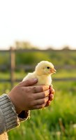 Person holding a fluffy yellow chick in their hands on a farm with green fields and fencing in the background, representing agriculture and animal care.