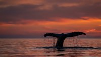 Humpback whale tail fluke diving at sunset with dramatic orange and purple sky reflecting on calm ocean water creating peaceful marine wildlife scene.