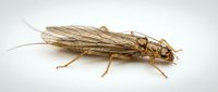 Tan insect with delicate wings and segmented body isolated on white background, suitable for educational materials, pest control resources, and scientific illustrations.