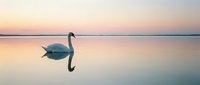 Elegant white swan swimming in calm lake water during golden hour sunset with perfect reflection creating serene peaceful atmosphere for nature photography.