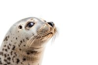 Spotted seal portrait on white background, close-up view of marine mammal face showing detailed whiskers and expressive eyes. Isolated wildlife photography.