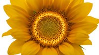 Bright yellow sunflower with detailed center disk isolated on white background, suitable for design projects, botanical illustrations, and nature-themed graphics.