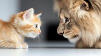 Curious ginger kitten and adult maine coon cat face to face in profile view against light background, showing contrast between baby and grown feline pets.