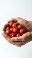 Fresh cherry tomatoes cupped in protective hands on white background, organic farming harvest concept for healthy eating and sustainable agriculture.