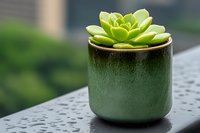Vibrant green succulent plant in dark ceramic pot against blurred background, selective focus on rosette-shaped leaves creates minimalist composition.