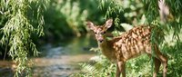 Young deer with spotted coat standing beneath hanging willow branches near flowing stream in natural woodland habitat, suitable for nature and wildlife content.