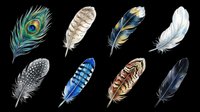 Colorful bird feathers collection isolated on transparent background, ready for stickers, clipart, t-shirt design, sublimation, and print on demand projects.