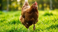 Brown hen walking on green grass in sunny backyard farm setting for organic poultry farming and sustainable agriculture concepts.