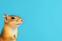 Curious chipmunk with golden fur looking up against vibrant blue background, minimal composition for nature and wildlife design projects.