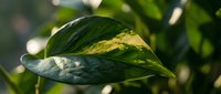 Variegated green and yellow hosta leaf with natural sunlight creating soft bokeh background in garden setting for landscaping and botanical projects.