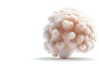 Delicate coral-like structure in soft pink and white tones featuring intricate organic patterns and textures on pure white background, isolated for creative design projects.